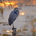 Great blue heron by Dave Skinner
