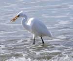 Great egret