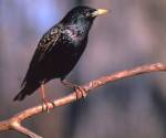 European starling