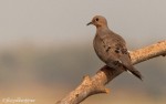 Mourning dove by Floyd Hopper