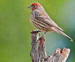 House finch