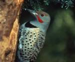 Northern flicker