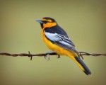 Bullock\'s oriole by Frank Perez