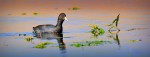 American coot by Frank Perez