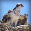 Osprey by Frank Perez