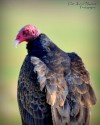 Turkey vulture by Frank Perez