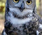 Great horned owl