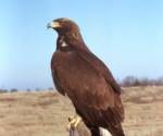 Golden eagle