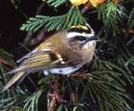 Golden-crowned kinglet