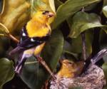 American goldfinch