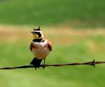 Horned lark