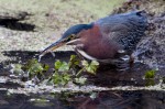 Green heron by Heide Stover