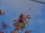 Northern flicker by Irene Isolde