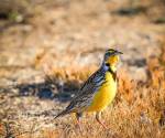 Western meadowlark