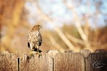 Sharp-shinned hawk by John Black