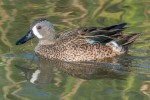 Blue-winged teal by Jim Hoagland