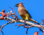 Cedar waxwing by Jim Hoagland