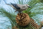 Clark\'s Nutcracker by Jim Hoagland