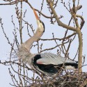 Great blue heron by Joanne Sogsti