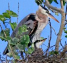 Great blue herons by Joanne Sogsti