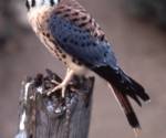 American kestrel