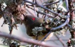 Ruby-crowned kinglet by Karen Orso