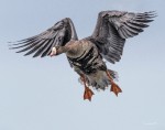 Greater white-fronted goose by Larry Lew