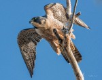 Peregrine falcon by Larry lew