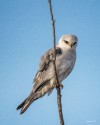 White-tailed Kite by Larry Lew