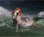 Common merganser