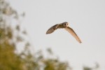 Barn Owl by Mike Matenosky