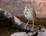 Lincoln's Sparrow I