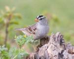 White-crowned Sparrow by Mike Matenosky