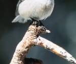 Mountain chickadee