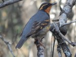 Varied thrush by Paul Fiske