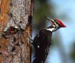 Pileated woodpecker