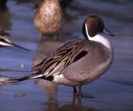 Northern pintail