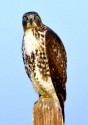 Red-tailed hawk by Roy Bozarth