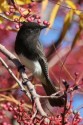 Black phoebe by Rick Brown