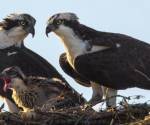 Osprey Pair with Chick - Photo Rebecca Harvey