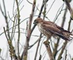 Red tailed hawk