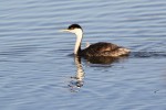 Western grebe by Rick Kimble