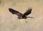 Northern harrier by Rick Kimble