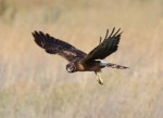 Northern harrier by Rick Kimble