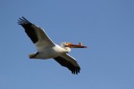 American pelican by Rick Kimble