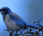 Western scrub jay