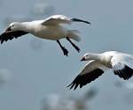 Snow geese