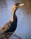 Cormorant by Susan Platt