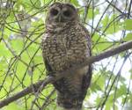 California spotted owl