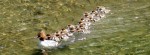 Common mergansers by Stephanie Coate